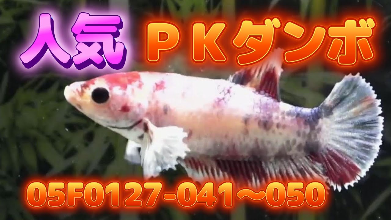 ベタ PK HM ダンボ